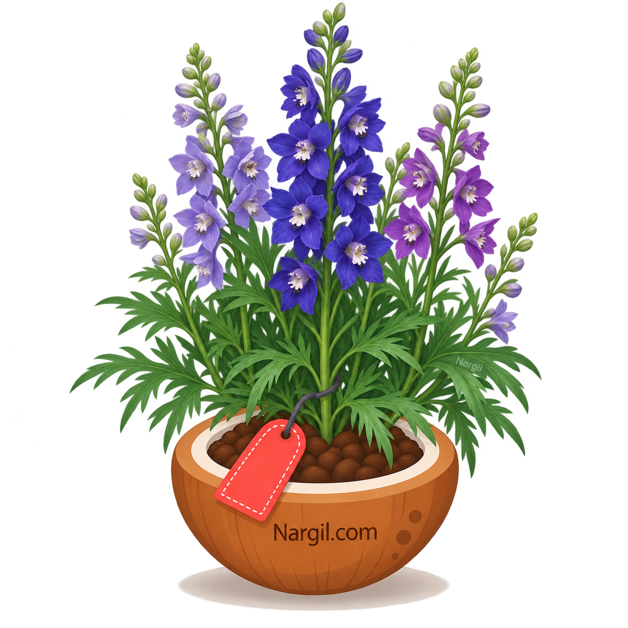 Nargil_Delphinium ajacis